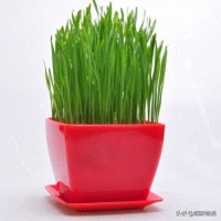 怎么让猫咪每天吃上新鲜的猫草？