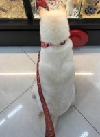 狗狗被仓鼠萌到，死死盯了1个小时不肯走：主人我好想养哦