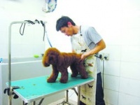 猫咪美容，狗狗造型？哪家宠物店更专业？