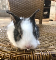 新手饲养的5种好看又好养的宠物兔（选择合适的宠物兔，让生活充满爱和欢乐）