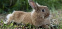 养宠物兔风险多，健康隐患大，谨慎选择！
