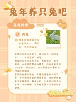 养宠物兔风水寓意佳，吉祥物兔带好运。