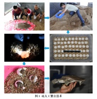 鼋人工繁育技术