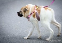 笼养狗狗等于虐待吗？客观分析利弊，科学养宠如何避坑？