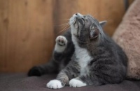 掌握猫咪耳朵清洗技巧，呵护宠物健康。