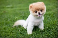 怎么正确为猫狗进行干洗