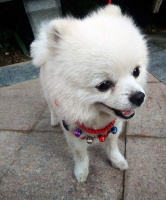 爱宠·故事｜小狗“小白”