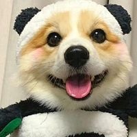 米兰宠物用品省钱地图：哪家最便宜？哪家最值得买？一篇说透