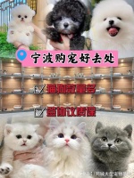 宁波哪个猫狗舍比较有名口碑比较好?这买宠物放心能去实体店挑选