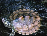 密西西比地图龟的饲养方法（打造理想的家园，让龟儿健康成长）