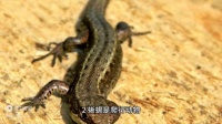 关于蜥蜴的十个冷知识，你知道多少？
