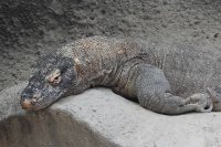 世界十大蜥蜴 十种著名的蜥蜴 我猜你只知道两种→买购APP