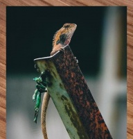 变色树蜥的食物选择与特点（从昆虫到果实，变色树蜥的多样饮食习惯）