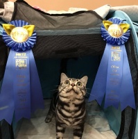 适合宠物猫吃的食物有哪些？