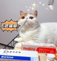 猫癣的治疗药物及食疗方法详解（猫癣药物治疗和食疗方法的实用指南）