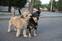 其小土狗猛长期全攻略：三个月后这样喂养更健康