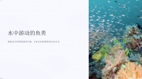 《水中游动的鱼类》课件