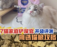8个月猫怀孕了应该注意啥