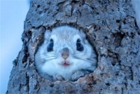 飞鼠核心要点：从分类到习性的深度解析