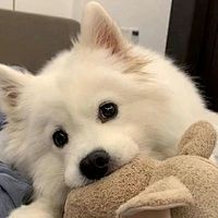 如何选择你的第一条鱼？10种适合新手的观赏鱼推荐