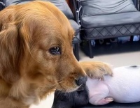 如何为怀孕中的母狗提供营养？（补充营养和照顾，让母狗度过健康的怀孕期）