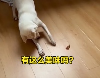 有趣的动物故事：主人给狗狗一块猪皮吃，它高兴的围着跳舞兴奋半天，这么开心吗？
网友李先生，带着一份特别的心意，从厨房的角落翻出一块肥美诱人的猪皮，这是他为家中的小毛球准备的一份惊喜。在他的心中，这份简单的礼物，足以让这个小生命的世界瞬间亮堂起来。
当李先生小心翼翼地将猪皮放置在狗狗面前时，时间仿佛凝固了。狗狗先是愣了一下，随即，那双乌黑发亮的眼睛里迸发出了难以置信的光芒，紧接着，是一连串欢快而略带...