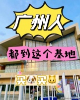 广州哪里有缅因猫出售？广州这里上门挑选缅因猫，新手推荐！