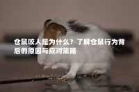 仓鼠咬人是为什么？了解仓鼠行为背后的原因与应对策略
