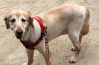 为什么狗狗会走路内八外八？（探究狗狗内外八的原因与影响，解析正确的治疗方式）