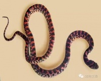 宠物蛇人工养殖证怎么办理,养殖眼镜蛇需要办哪些手续怎样流程