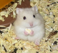 仓鼠吃什么能帮助磨牙呢？