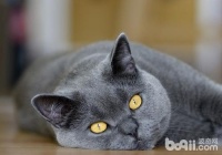 猫咪养护误区之同一屋檐下，共吃一碗饭？