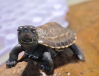 草龟睁不开眼？白眼病在家处理超简单