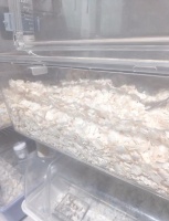 仓鼠浴室如何制作（仓鼠小窝制作大全）