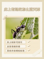 宿舍里面有蚂蚁怎么解决，床边蚂蚁？用醋糖硼糊免钉胶对付