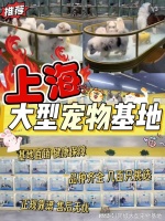 上海哪里有正规宠物基地这家宠物店买宠物选择性多