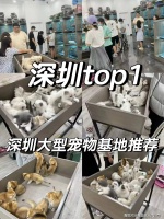 深圳买金毛犬哪里有实体店？深圳这里是优质选金毛犬地，宠物界的天堂！