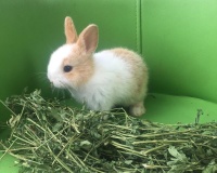 养宠物兔子的注意事项（兔子饮食与生活习性详解）宠物屋