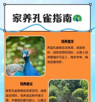 北朱雀的饲养方法（了解北朱雀的生活习性，打造舒适的家园）