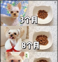 如何正确喂养刚出生的小狗（从饮食到护理，一步步教你如何照顾小狗的健康成长）