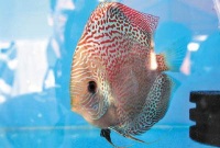 组图：广州国际观赏鱼宠物大赛决出鱼中之王