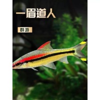 热带观赏鱼一眉道人