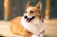 狗身上的寄生虫怎么除掉