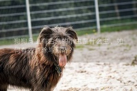 狗狗身上有白色的小虫是什么虫，如何有效清除与预防？