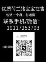 荷兰猪科学喂养的食谱有哪些？ghu