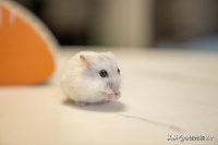 什么小型宠物好养不容易死（哪种小型宠物最好养）