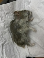 仓鼠死前的征兆图片，家仓鼠不动了？看细节辨生死