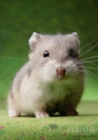 “宠物饮水器仓鼠喂水技巧分享”