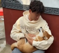 网红小狗被下毒身亡，主人哭的撕心裂肺，账号失去更新方向