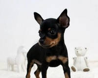 选择寿命长的小型宠物，陪伴你更久（探索哪些小型宠物拥有较长的寿命）